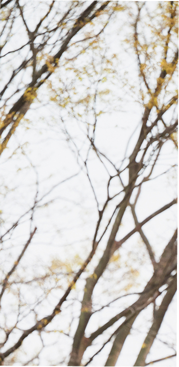 木々の写真（左）