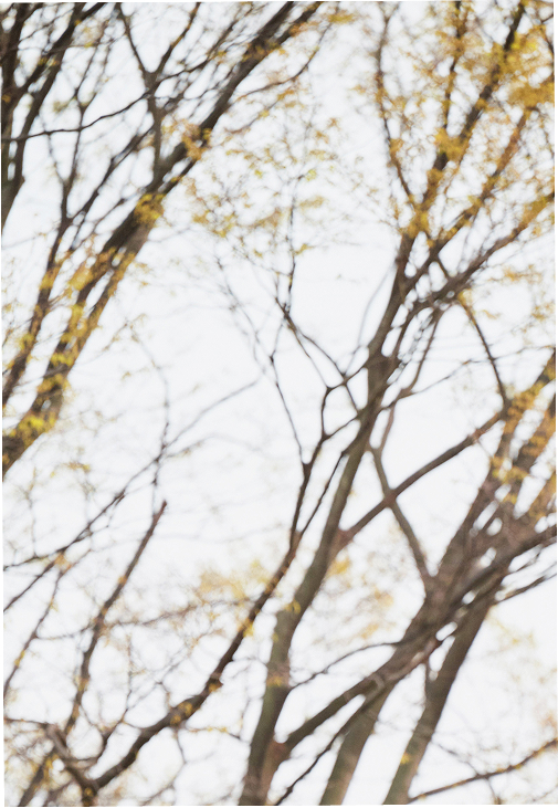 木々の写真（右）